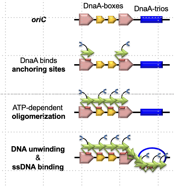 <p>Sequences at OriC where DnaA binds; boxes bind DnaA oligomers, and trios are triplet motifs (GAT) targeted for DNA unwinding. </p>