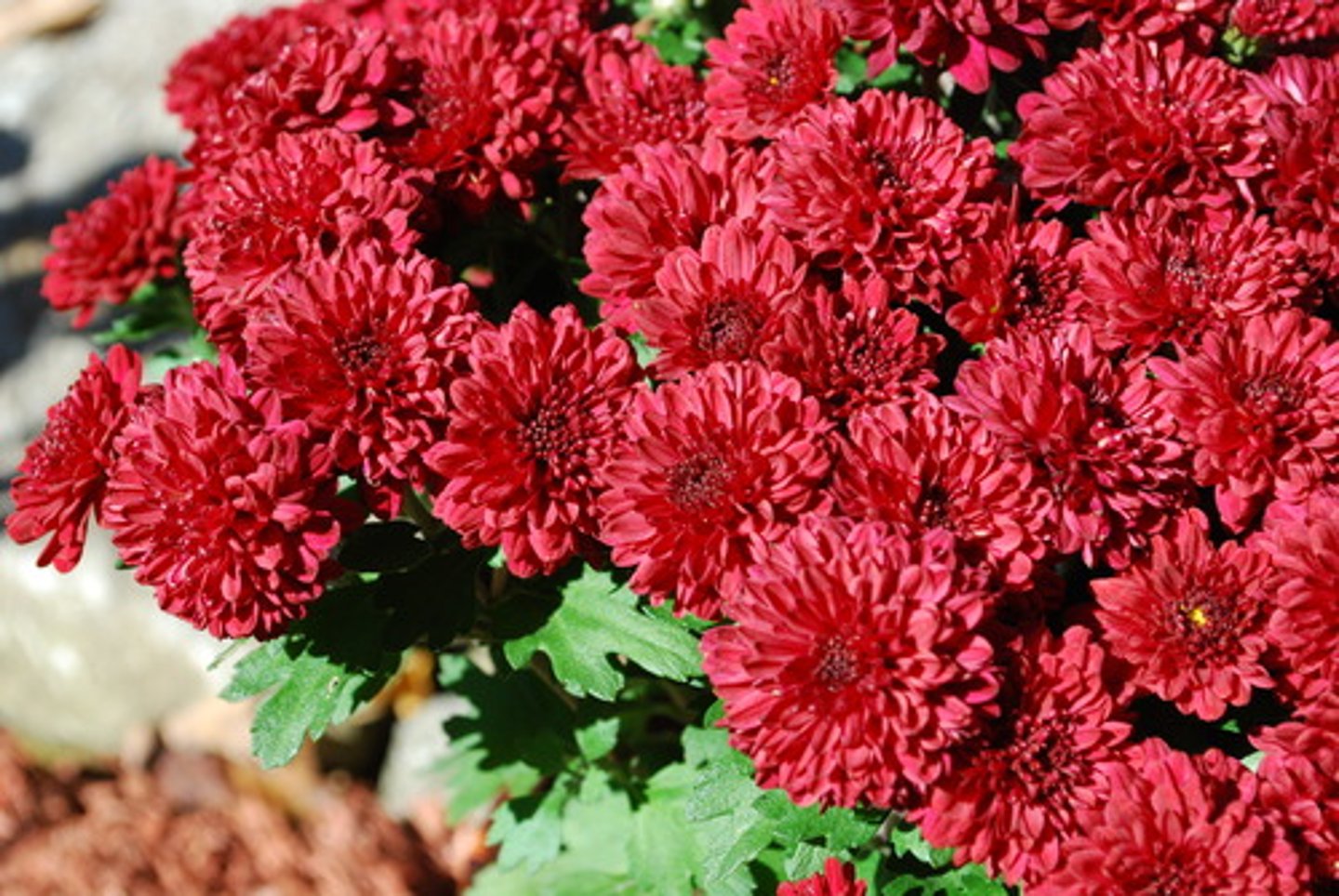 <p>chrysanthemum</p>