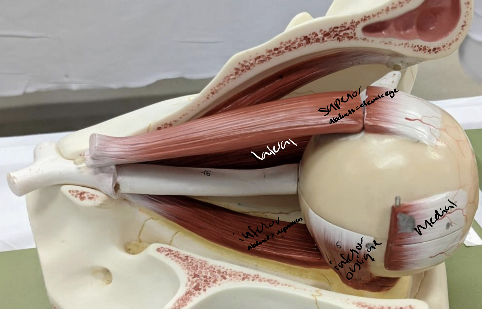 <ul><li><p>Fibrous tunica: sclera and cornea • Vascular tunica or uvea: iris </p></li><li><p>Pupil </p></li><li><p>Superior rectus </p></li><li><p>Medial rectus </p></li><li><p>Lateral rectus </p></li><li><p>Inferior rectus </p></li><li><p>Inferior oblique </p></li><li><p>Superior oblique </p></li><li><p>Optic nerve </p></li><li><p>Optic chiasm</p></li></ul><p></p>