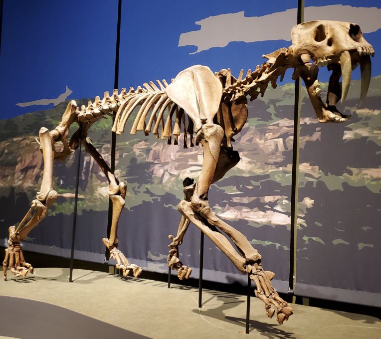<p>Genus</p>