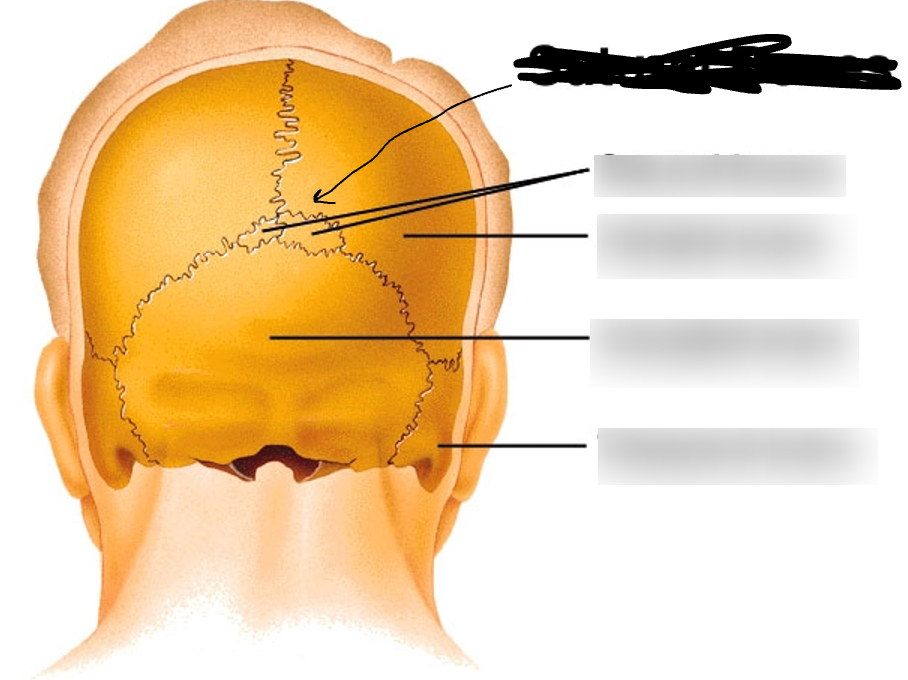 <p>What is this part of the skull?</p>