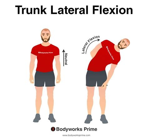 <p>Lateral flexion is a special type of flexion where the vertebral column bends to the side (laterally).</p>