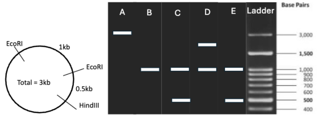 <p>We have plasmid DNA with two EcoRI restriction sites and a HindIII restriction site as shown below. The entire plasmid is 3000 base pairs (3kb) long. We digest the plasmid DNA thoroughly by EcoRI and analyze the digested sample by gel electrophoresis with the ladder DNA. Which of the lanes A-E best represents the expected result from the digested sample?</p>