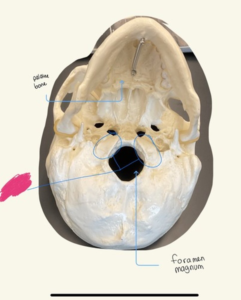 knowt flashcard image