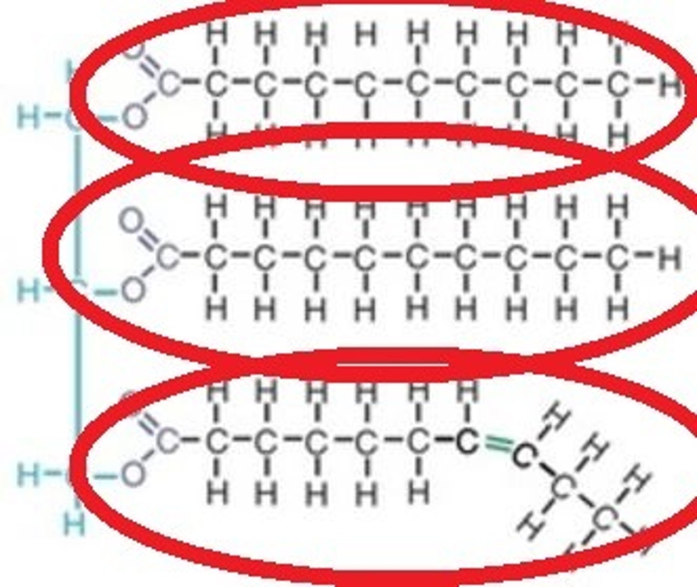 <p>A fat monomer. Are long hydrocarbon chains- 3 in triglycerides, 2 phospholipids.</p>