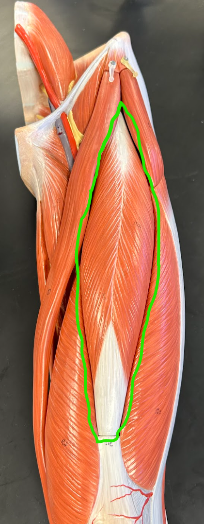 <p><span style="font-family: Arial, sans-serif">What is the origin and insertion of this muscle?</span></p>