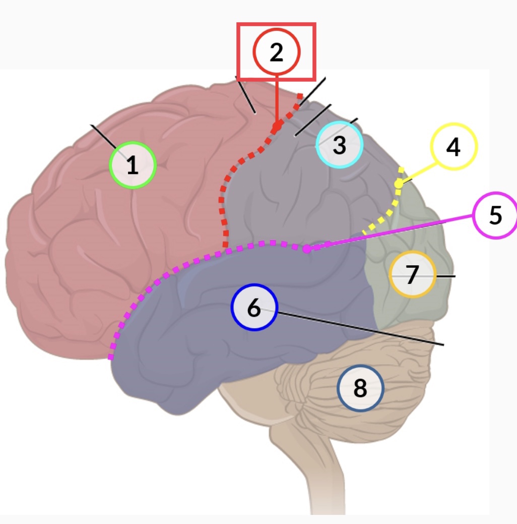 surface landmark of the cerebral cortex that marks the boundary between the frontal and parietal lobes