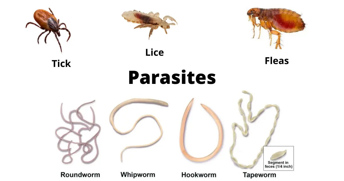 <p>They are large pathogens that can be seen with the naked eye</p>
