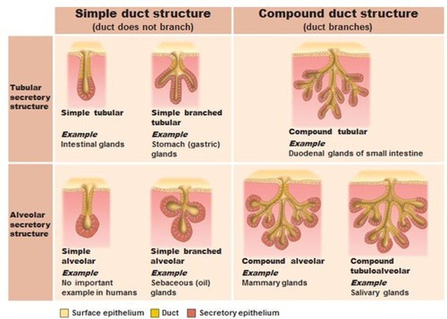 <p>classified by:</p><p>(1) whether their ducts are branched or unbranched and</p><p>(2) the shape of the secretory portions of the gland.</p>