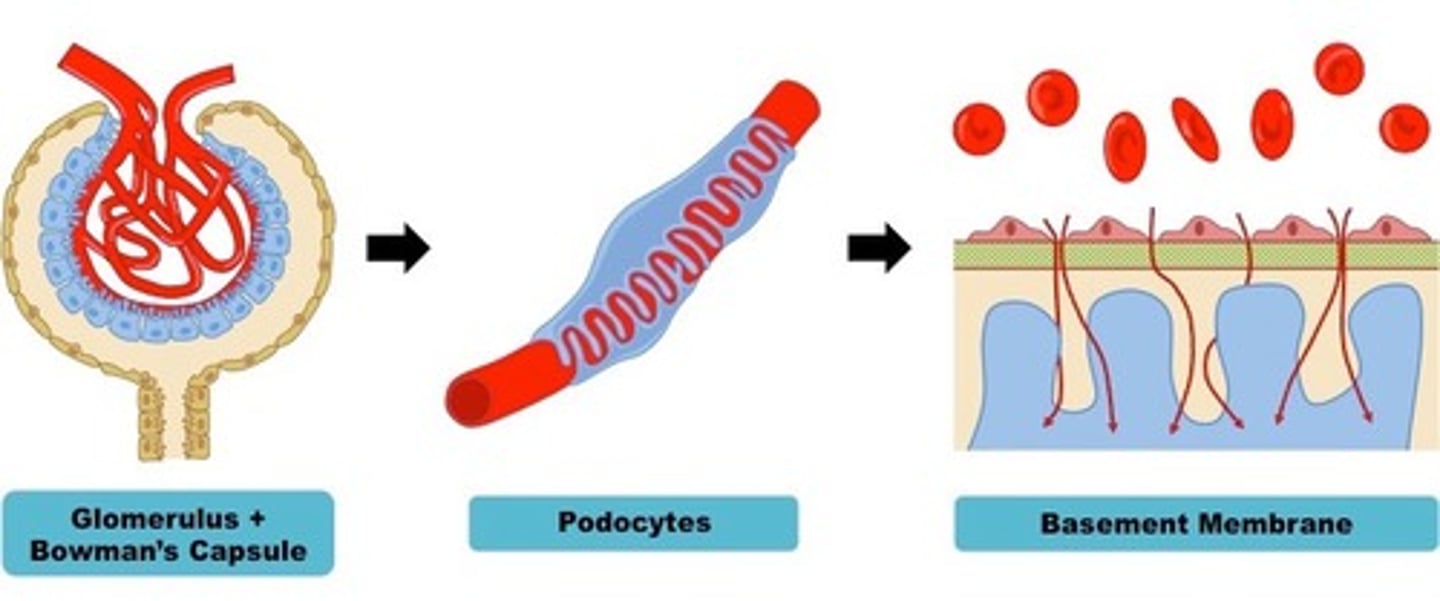 <p>part of the renal tubule that</p><p>performs the first step</p><p>of filtration of blood.</p>