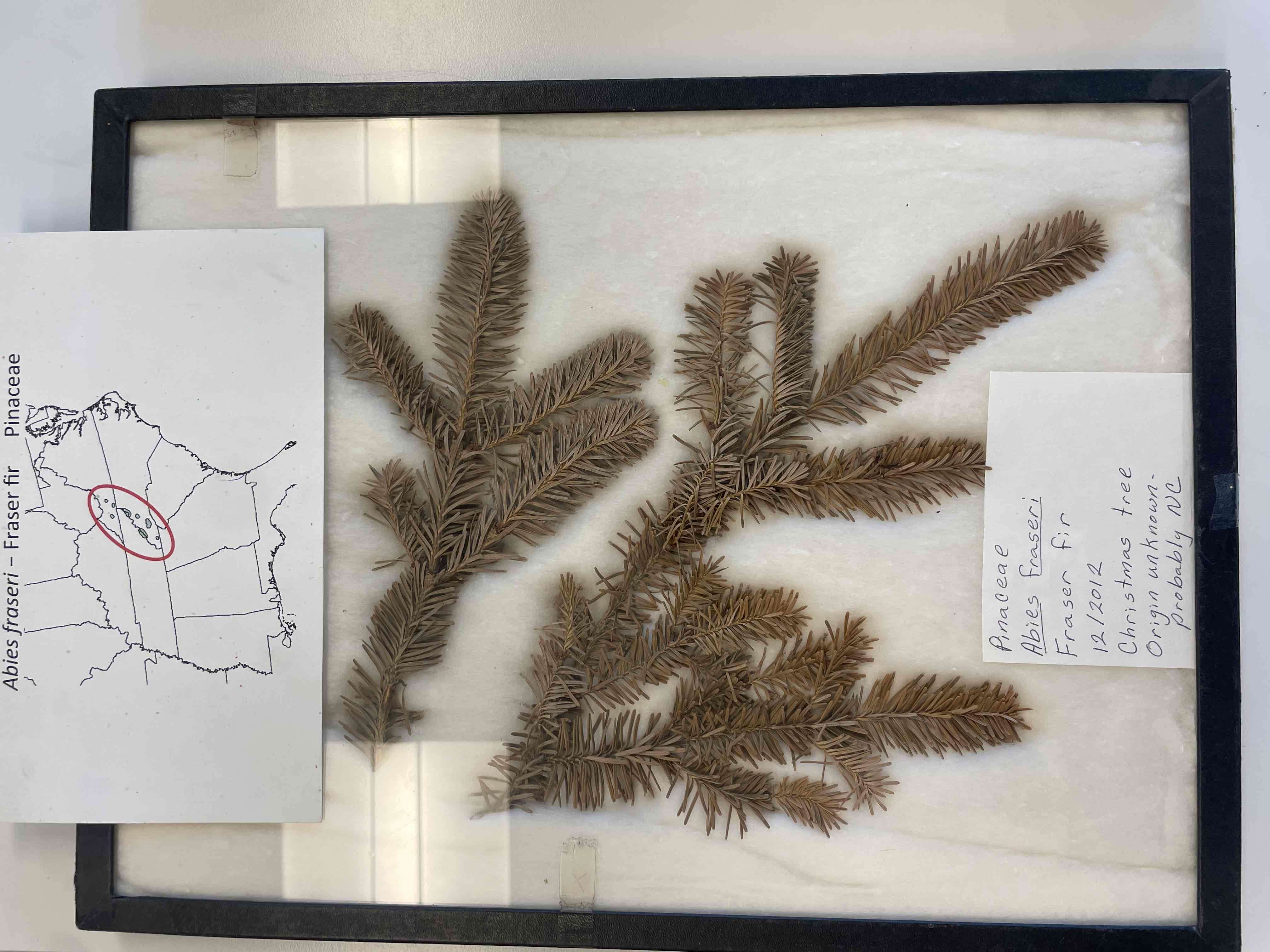 <p>Fraser fir</p>