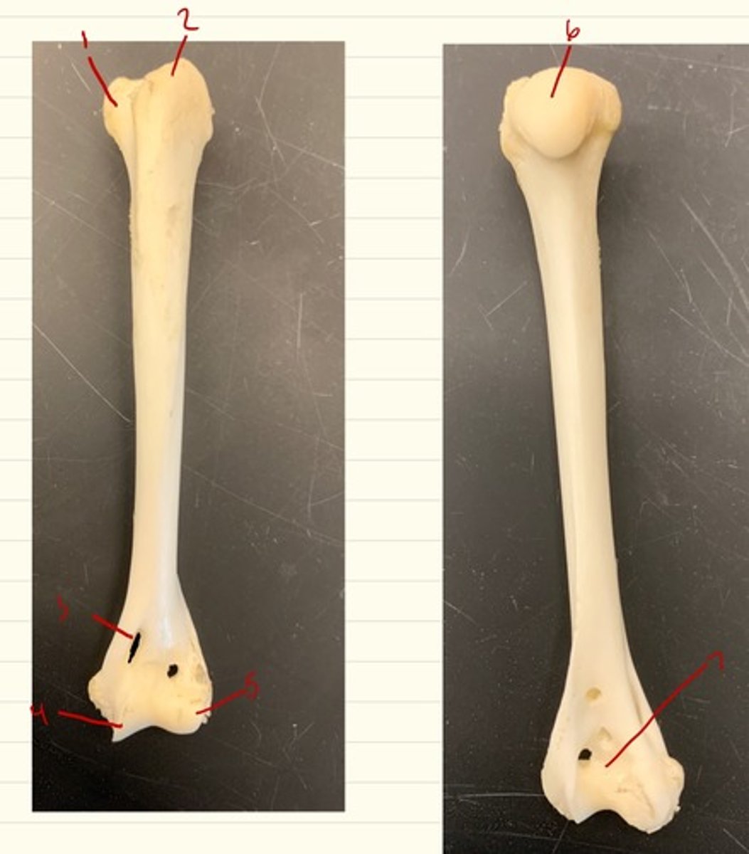 <p>hole on medial surface of humerus in cats</p>
