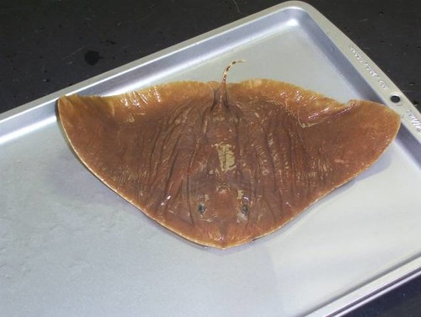 <p>Butterfly rays</p>