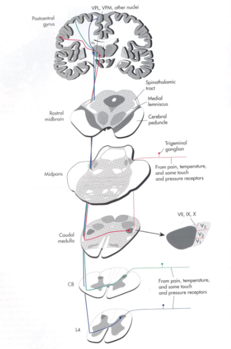 <p>Describe the pathway for pain and temperature in the trigeminal system.</p>