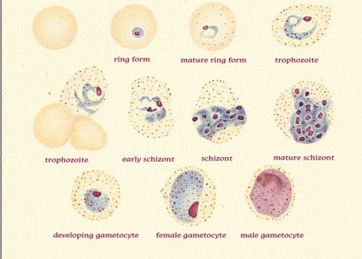 <p>macrocytic rbc, amoeboid trophs (<span style="color: red">gets indented by other rbc)</span></p><p>Schuffner’s dots</p><p>ring forms</p><p>schizonts: <span style="color: red">12-24 merozoites </span>clusters</p><p>gametocytes: large, circular</p>