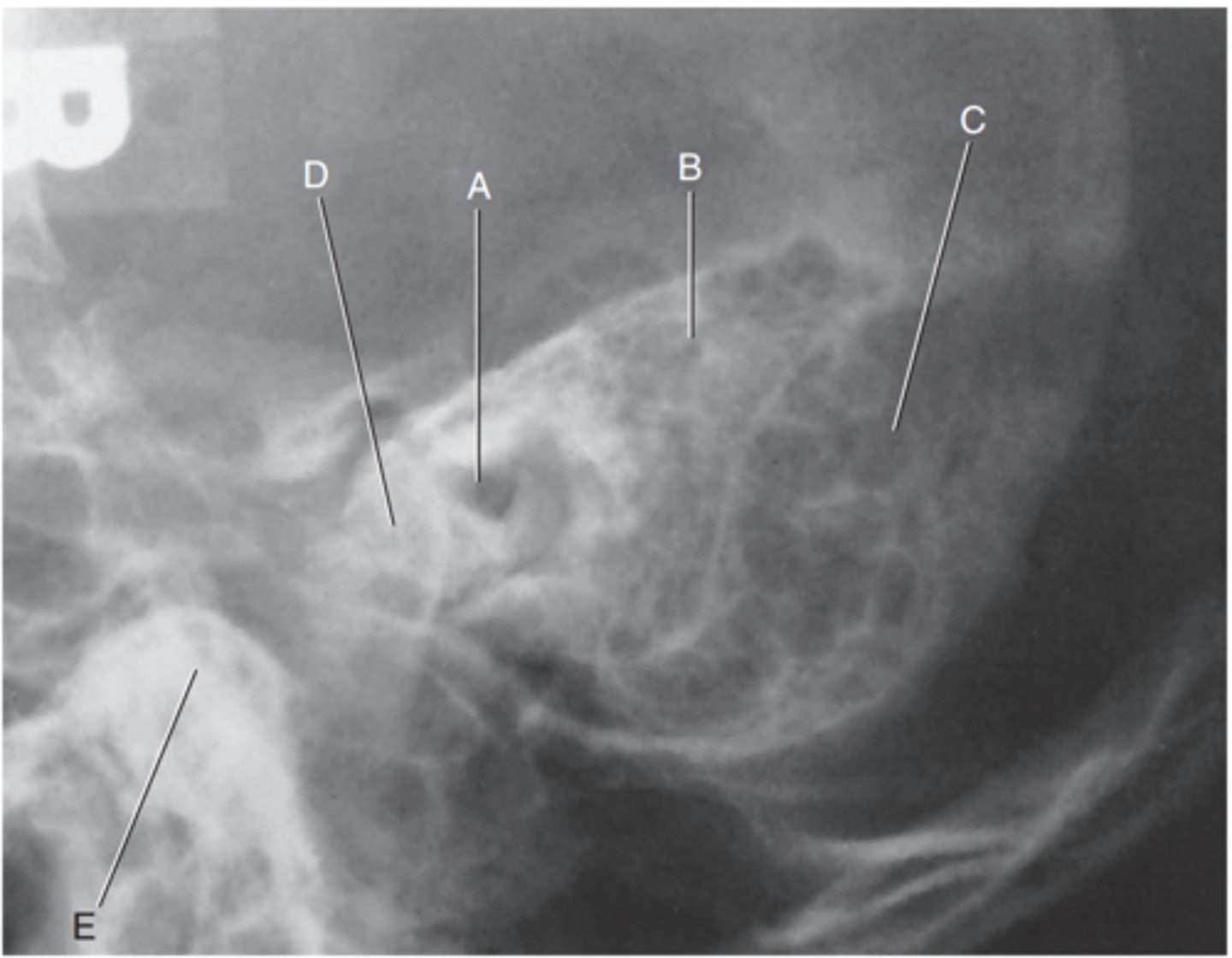 <p>Label D</p>