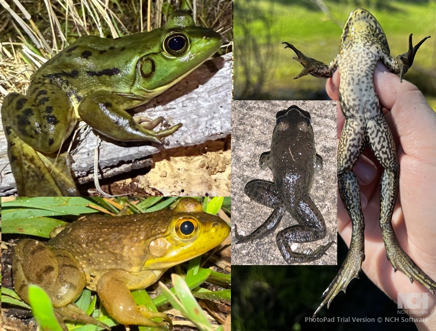 <p>Bullfrog, hind foot webbing on 4th toe doesn’t reach the tip, spotted inner thigh, blunt snout, dorsolateral fold curves around tympanum, variable pattern</p>