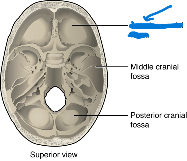 <p>What is this feature of the skull?</p>