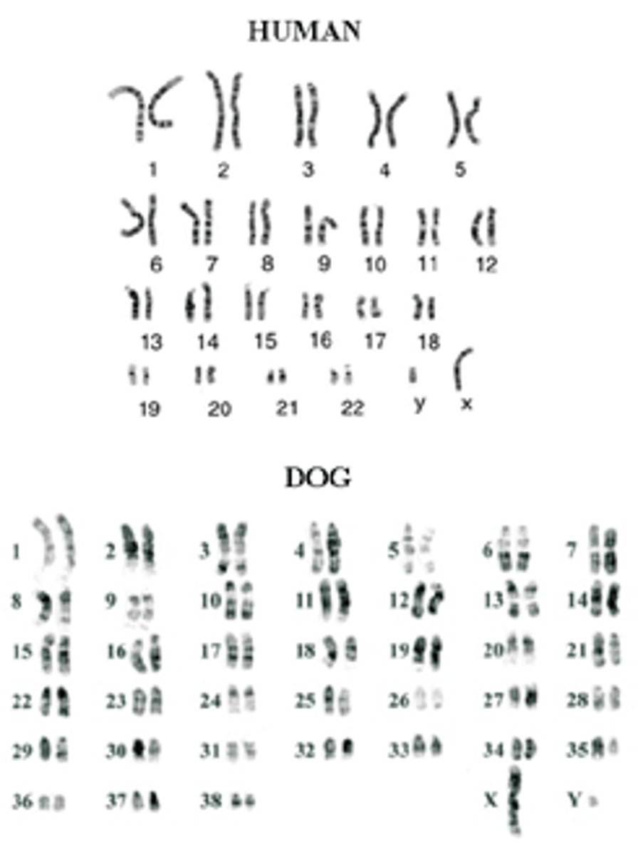 <p>complete set of the genes in one organism</p>