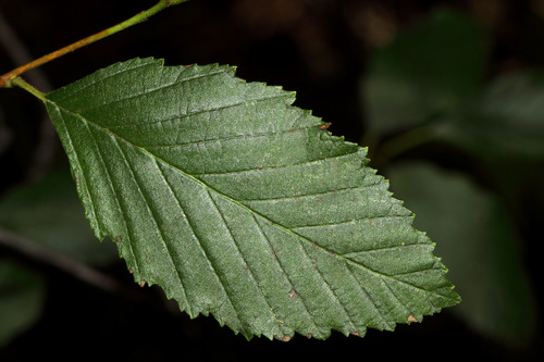 <p>Leaf margin?</p>