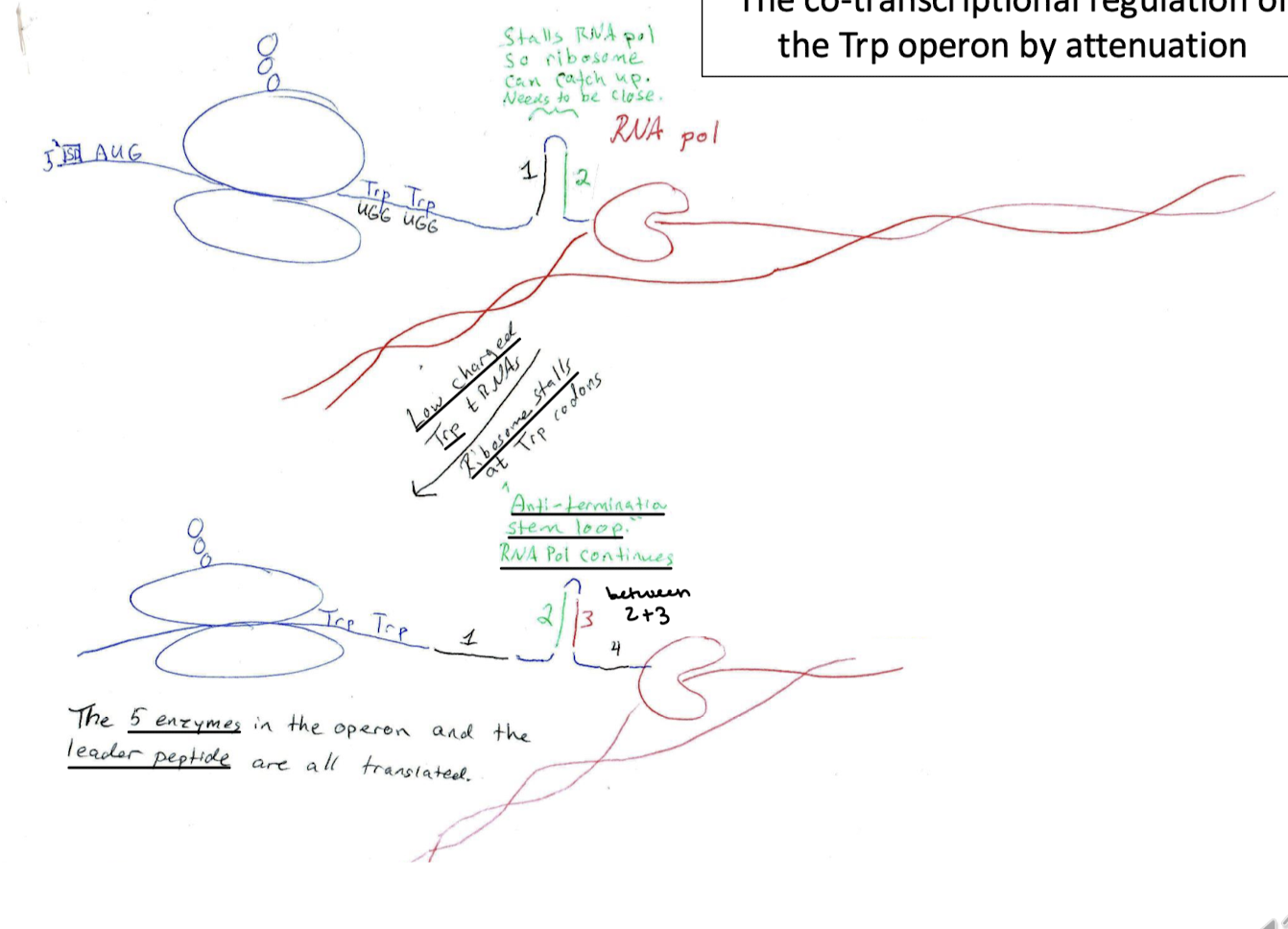 <p>Low concentration of Trp means low concentrations of charged Trp tRNAs. The ribosome is going to incorporate these Trp amino acids into the growing polypeptide chain due to the low concentration of Trp charged tRNAs, so the ribosome will stall when it reaches these codons. The anti-termination stem loop is able to form between regions two and three, and RNAP will keep transcribing the entirety of the mRNA. This will allow for the ribosome to express all five enzymes in the operon and the leader peptide will also be translated.</p>