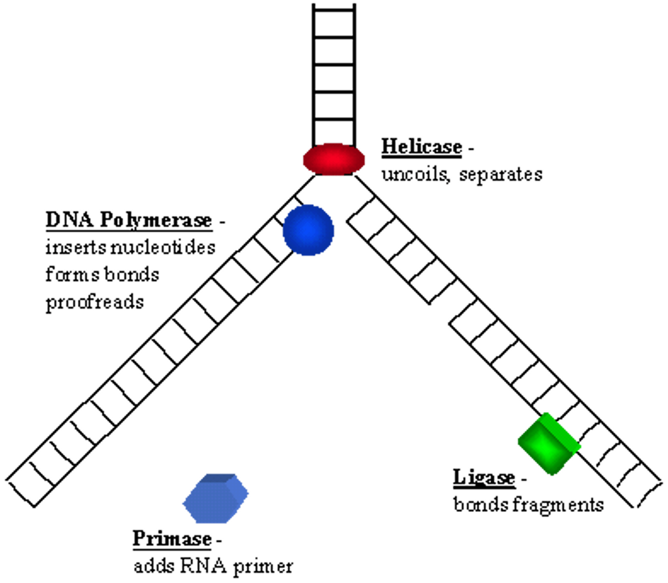 <p>DNA helicase unwinds the DNA molecule</p>