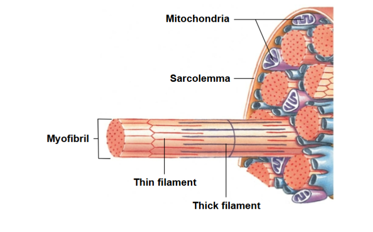 <ul><li><p>lengthwise subdivisions within muscle fiber</p></li><li><p>made up of bundles of protein filaments (myofilaments)</p></li><li><p>Myofilaments are responsible for muscle contraction</p></li></ul><p></p>