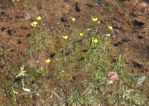 <p>Bladderwort </p>