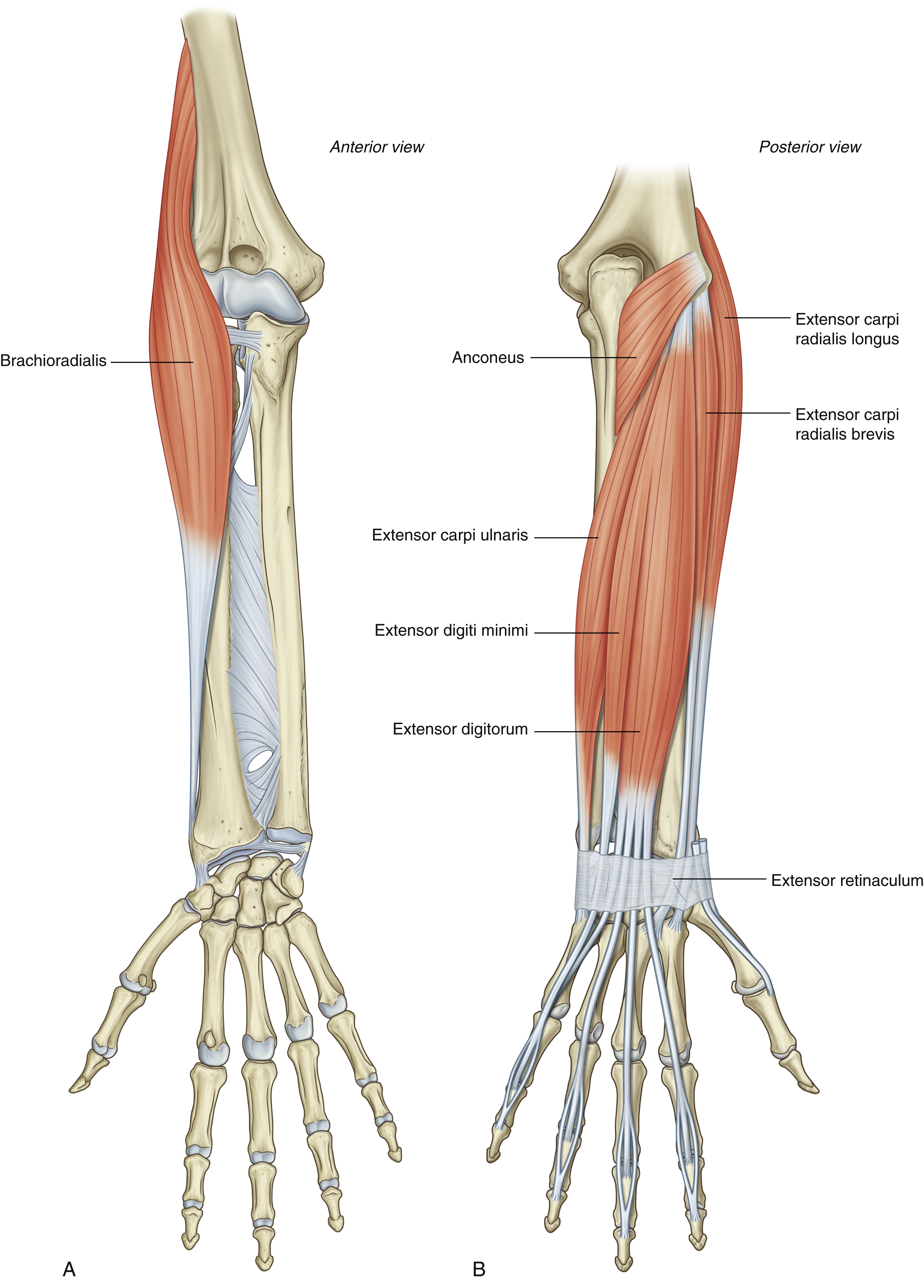 <p>Brachioradialis: insertion</p>