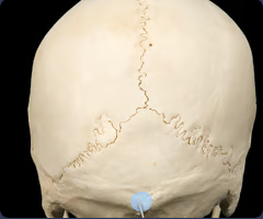 <p>Ectocranial midline point at the base of the external occipital protuberance</p>