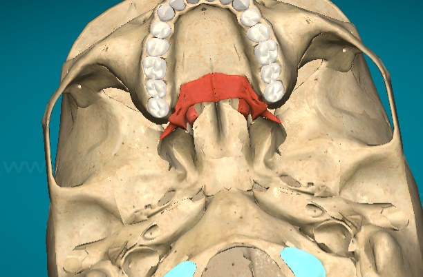 <p>Palatine bone</p>