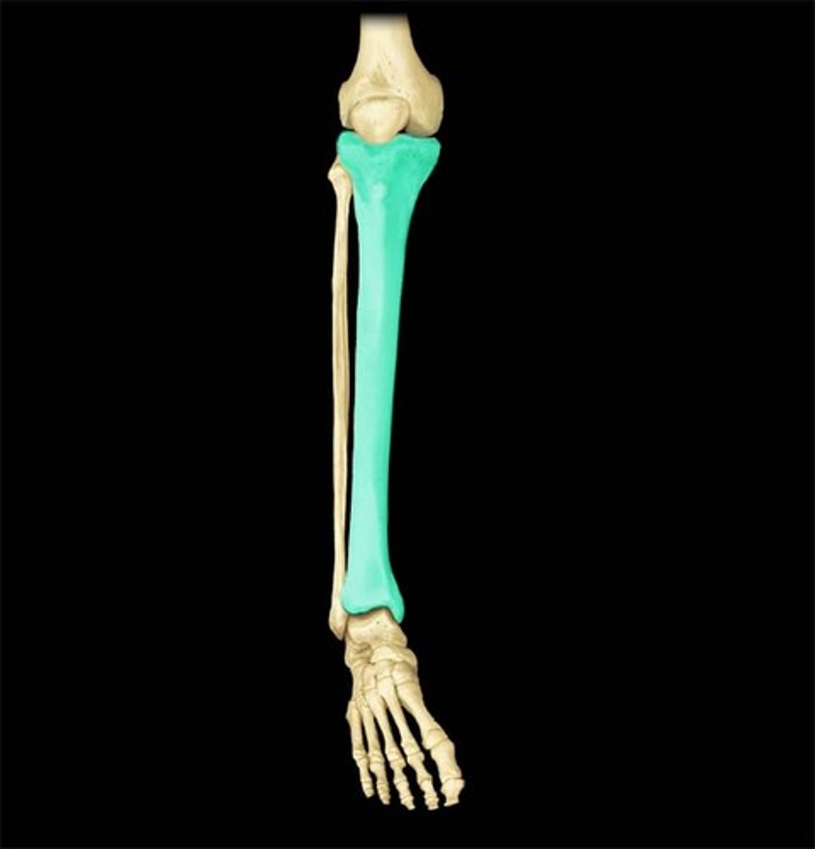 <p>- more medial, larger and stronger</p><p>- tibiofemoral joint and proximal tibiofibular joint(similar to ulna nad radius)</p><p>- distal tibiofibular joint and tibiotalar joint(with talas bone in foot)</p><p>- medial malleolus(bump on ankle)</p>