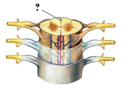 <p><span><span>Identify the indicated groove.</span></span></p>