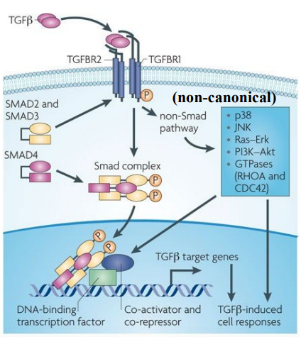 <ul><li><p><strong>Reception:</strong></p><ul><li><p>The functional receptor complex for TGF-β is composed of a dimeric ligand (e.g TGF-β), Two Type I receptors (TGFBR1) and Two Type II receptors (TGFBR2).</p></li><li><p>Both TGFBR1 and TGFBR2 are <strong>serine/threonine kinases</strong>, meaning they phosphorylate target proteins on serine or threonine residues.</p></li><li><p>TGF-<span>β ligand first binds to the Type II receptor, this then activates the Type I receptor by the phosphorylation of multiple serines/threonines in the GS domain (a specific region within the Type I receptor). </span></p></li></ul></li><li><p><strong>Transduction:</strong></p><ul><li><p>Type I receptors activate (phosphorylate) specific Smad proteins (e.g Smad2/3), which act as secondary messengers, relaying the signal from the cell surface into the cell's interior.</p></li><li><p>Phosphorylates Smad2/3 then bind to Smad4, forming a stable Smad complex.</p></li><li><p>A common theme in signal transduction is that components of the pathway change their subcellular localisation, specifically the Smad complex, which moves from the cytoplasm to the nucleus. This change in location is essential for activating the downstream pathway.</p></li></ul></li><li><p><strong>Response:</strong></p><ul><li><p>The Smad complex translocates into the nucleus. Once in the nucleus, the Smad complex functions as a <strong>DNA-binding transcription factor</strong>.</p></li><li><p>The Smad complex will bind to specific DNA recognition sequences within the promoter regions of target genes. </p></li><li><p>Then recruits other nuclear proteins: co-activators to enhance gene expression and co-repressors to suppress gene expression.</p></li><li><p><strong>Tissue-Specific Modulation: </strong>tissue-specific TFs play a critical role in modulating Smad binding to target genes. This means the exact set of genes activated or repressed by TGF-<span>β</span> can vary significantly depending on the cell type and its specific transcriptional machinery. Allowing for diverse &amp; context-dependent cellular responses to the same TGF-β signal.</p></li><li><p>The outcome is a range of TGF-<span>β</span>-induced cellular responses (e.g processes like cell growth inhibition, differentiation, apoptosis, epithelial-mesenchymal transition (EMT), and regulation of the immune system).</p></li></ul></li><li><p>While Smad signalling is the primary canonical pathway, TGF-<span>β receptors can also activate parallel “non-Smad pathways”, such as the Ras-Erk pathway and a range of GTPases.</span></p></li></ul><p></p>