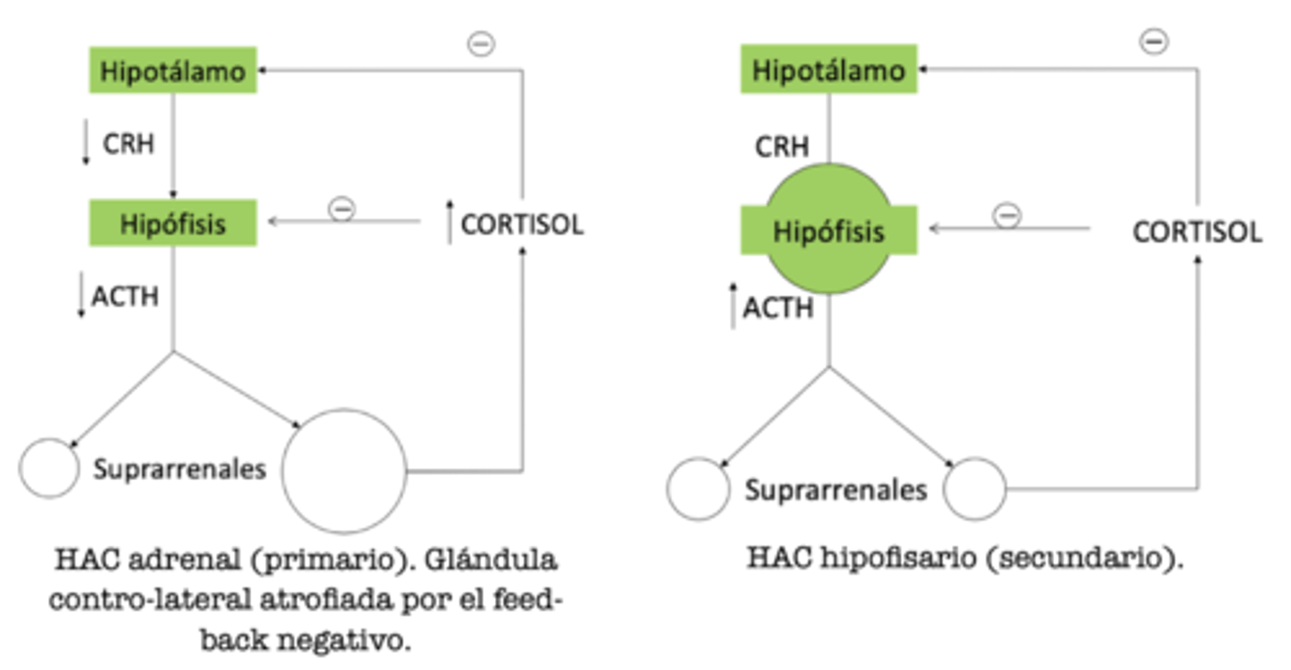 <p>para diferenciar entre HAC primario y secundario </p><p>↓ [ACTH] → primario</p><p>↑ [ACTH] → secundario</p>