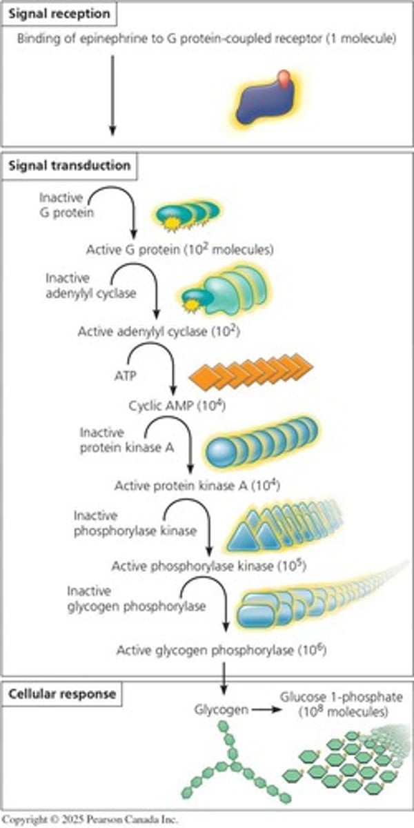 <p>Epinephrine triggers the breakdown of glycogen into glucose in response to stress.</p>