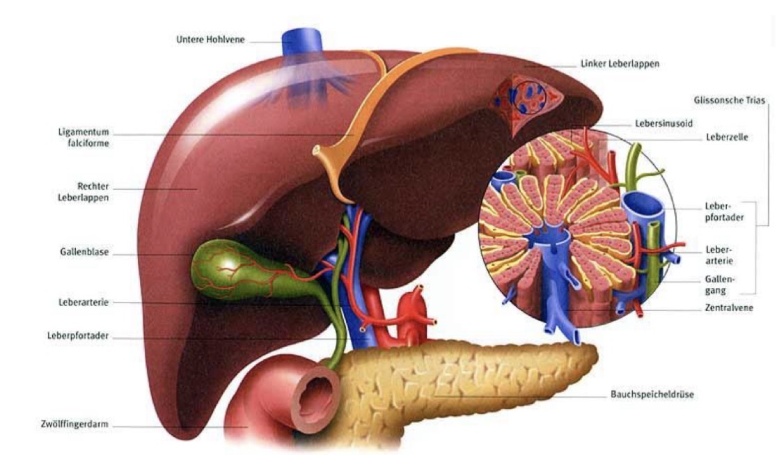 <p>Besteht aus diversen Zellen = Hepatozyten </p><p>Liegt im rechten Oberbauch und die spitze ragt bis in den linken Oberbauch </p>