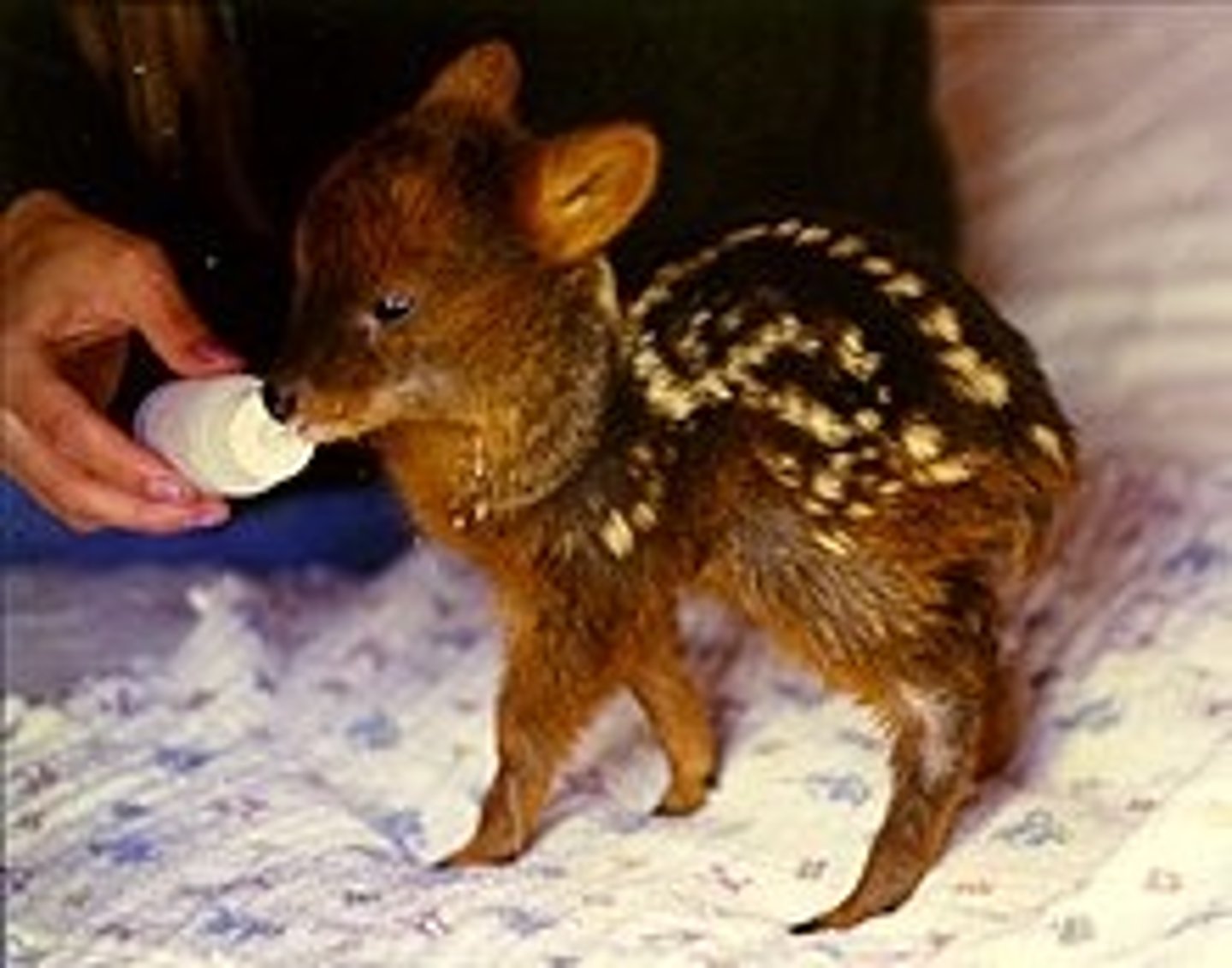 <p>dwarf deer</p>