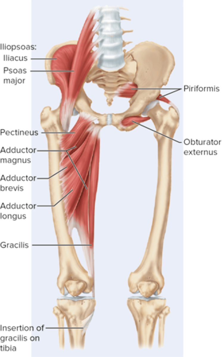 <p>Ilacus, Psoas major, adductor magnus, adductor brevis, adductor longus, and pectineus</p>