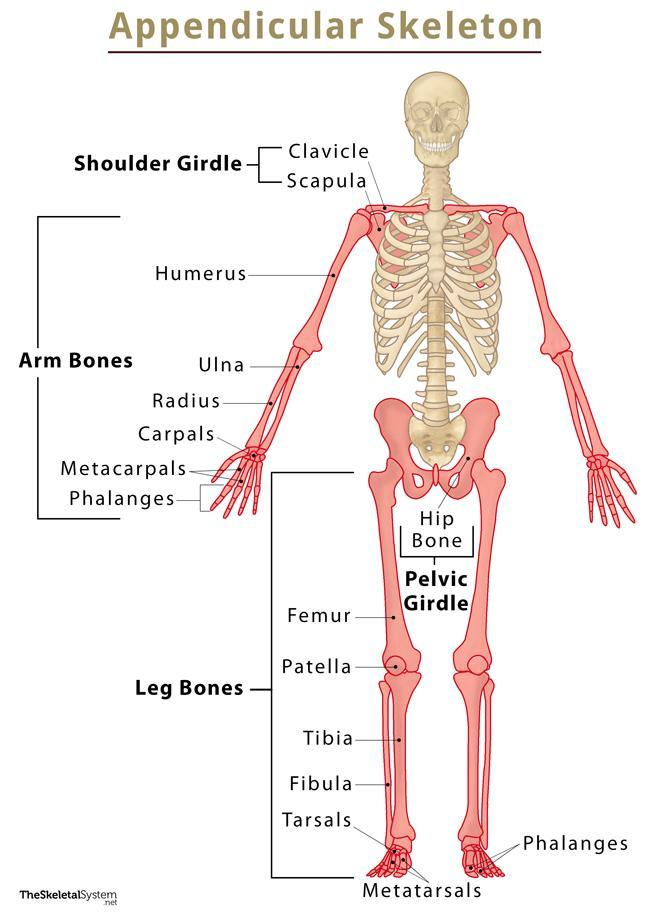<p>Bones of limbs that connect them to the axial skeletal system, <span>responsible for movement.</span></p><ul><li><p>Upper limbs</p></li><li><p>Lower limbs</p></li><li><p>Shoulders</p></li><li><p>Hip Bones</p></li></ul><p></p>