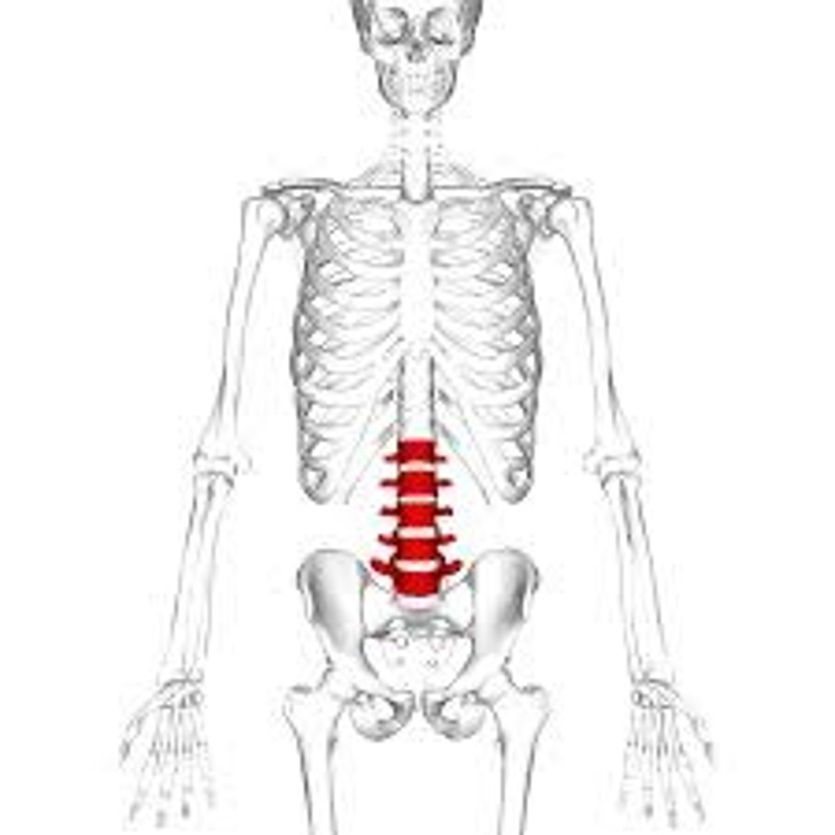 <p>The lower section of 5 vertebrae.</p>