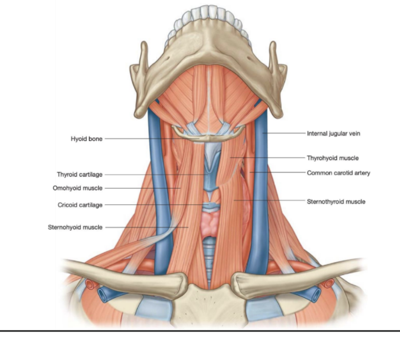 <ul><li><p>Infrahyoid muscle — also called the inferior digastrc muscle</p></li><li><p>Lateral to the sternohyoid muscle — consists of 2 bellies with an intermediate tendon in both the posteiror &amp; anterior triangles of the neck —</p><ul><li><p>Inferior belly —</p><ul><li><p>Begins on superior border of scapula (medial to the suprascapular notch) and passes forward and upward across the posterior triangle ending at the tendon</p></li></ul></li><li><p>Superior belly</p><ul><li><p>Begins at intermediate tendon &amp; ascends to attach to the body of the hyoid bone just lateral to the sternohyoid</p></li></ul></li><li><p>Intermediate tendon —</p><ul><li><p>Attached to the clavicle, near its medial end, by a fascial sling</p></li></ul></li></ul></li><li><p>Function —</p><ul><li><p>Depresses &amp; fixes the hyoid bone</p></li></ul></li><li><p>Innervation —</p><ul><li><p>The anterior rami of C1 to C3 through the ansa cervicalis</p></li></ul></li></ul>