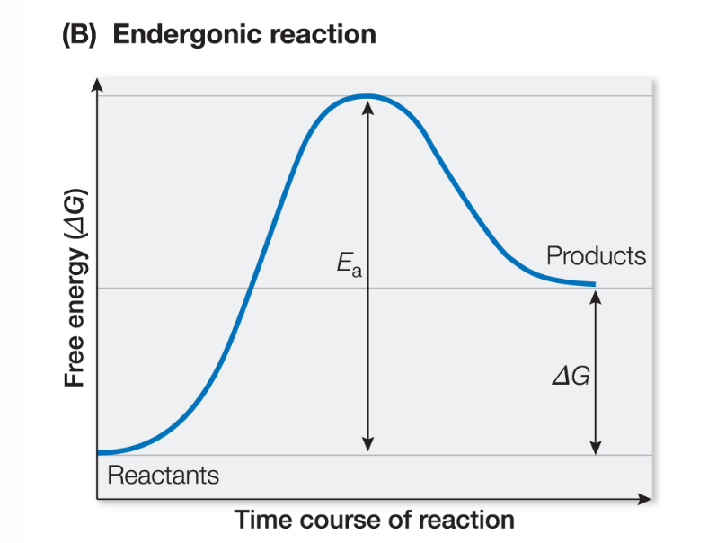 <p><span style="font-family: Arial, sans-serif">positive ΔG, the reaction requires energy to occur (bonds of product molecules contain more energy than bonds of reactant molecules)</span></p><p></p>
