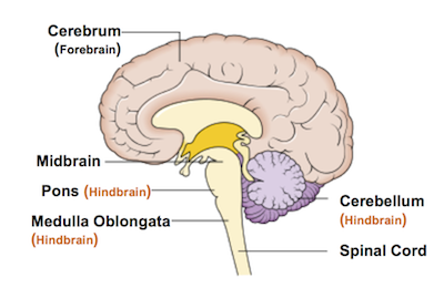 <p>cerebellum, medulla oblongata, reticular formation</p>