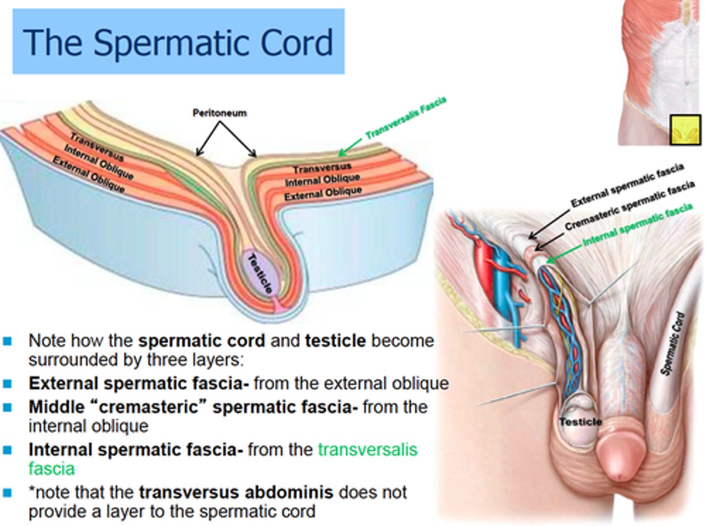 <p>1. External Spermatic Fascia</p><p>2. Cremaster muscle</p><p>3. Internal spermatic fascia</p>