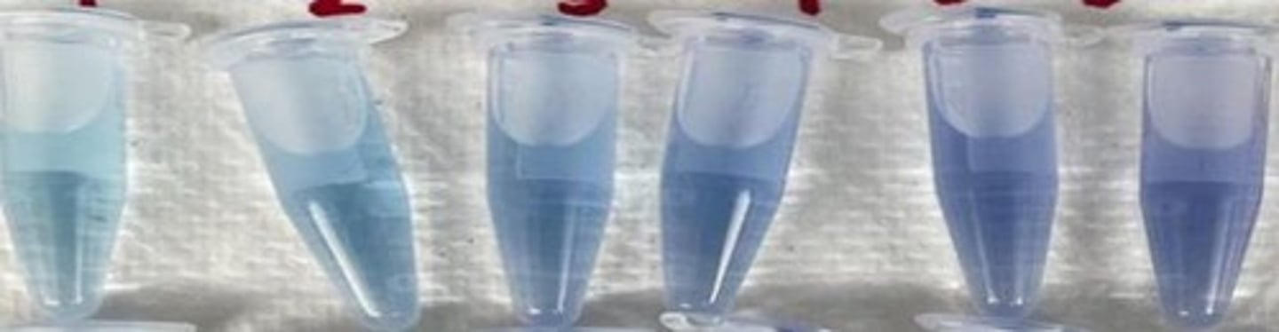 <p>It involves dye-binding where the dye changes color in the presence of protein.</p>