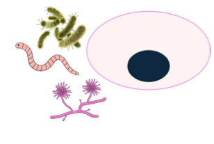 <p>Humoral immunity is mainly protection against what?</p>