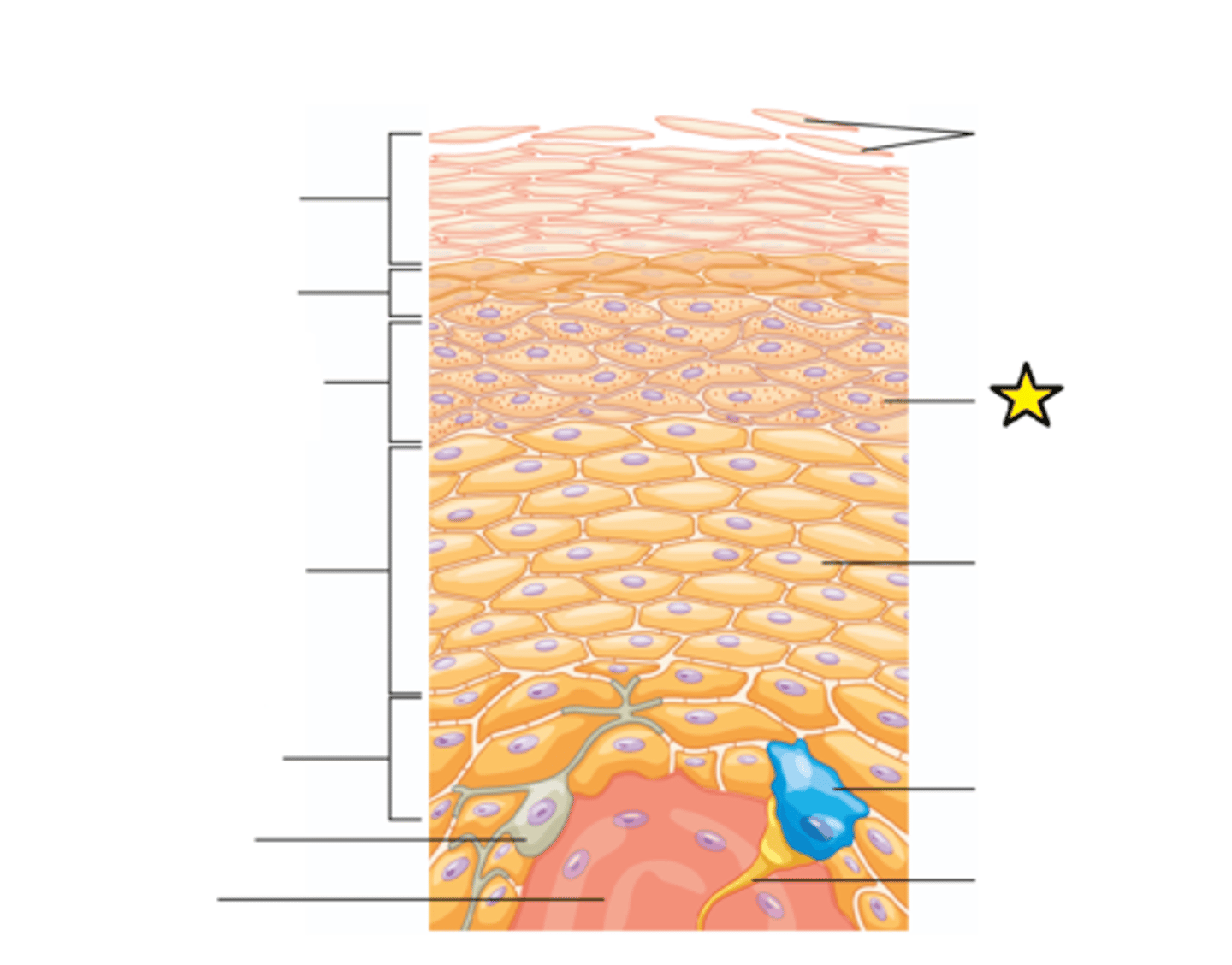 <p>Secretory organelles found in type II alveolar cells in the lungs, and in keratinocytes in the skin.</p>