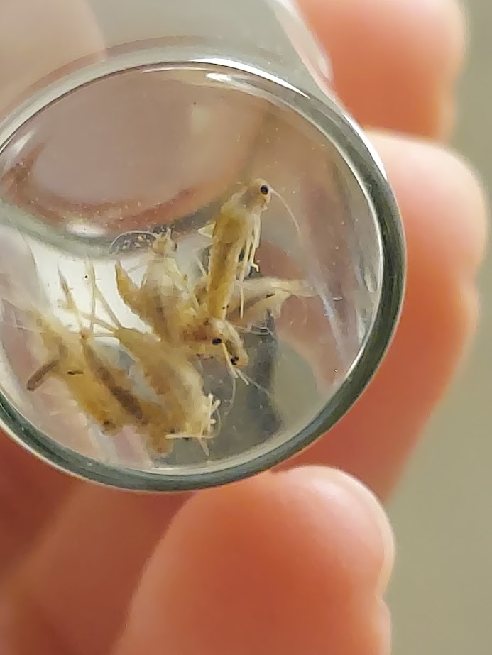 <p>Oval or heart shaped gills on abdominal segments</p><p>Very small, minnow-like body </p><p>Vertically oriented head</p><p>Long antennae</p><p>2-3 tails</p><p>(Rule all else out)</p>