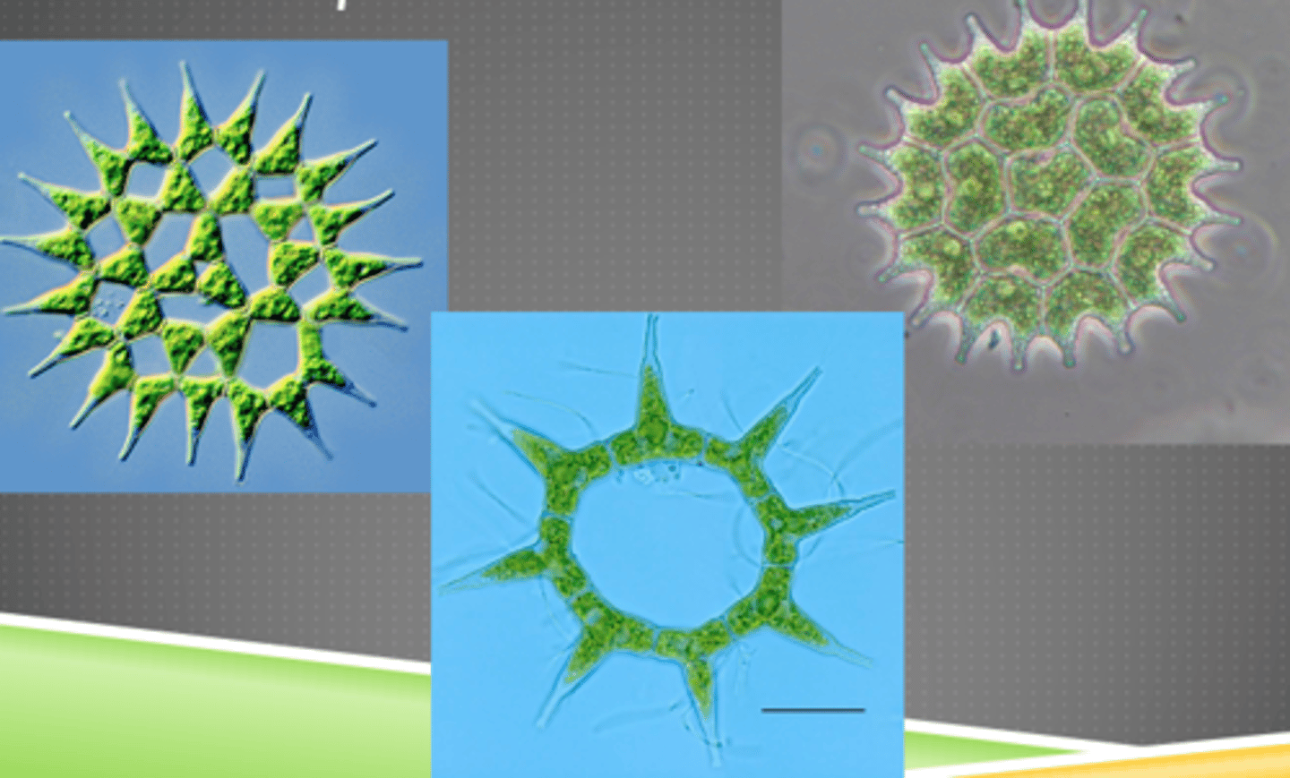 <p>Phytoplankton</p>